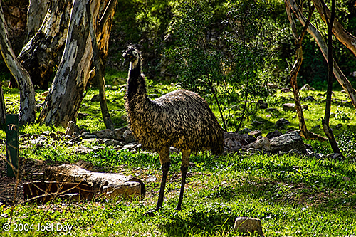 Emu in Mount Remarkable National Park, South Australia