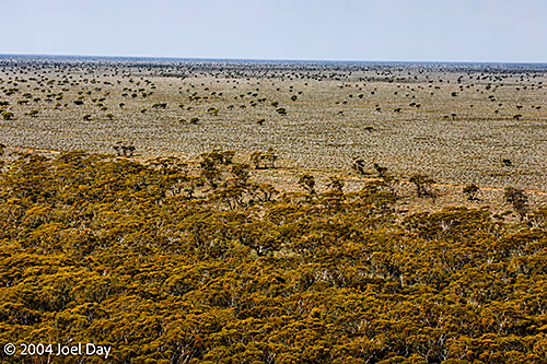 Nullarbor Plain
