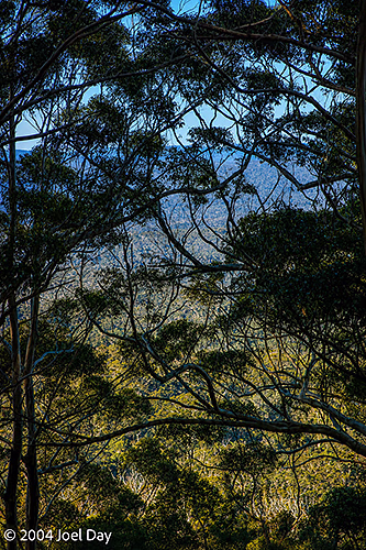 Karri Tree forests in and around Mount Franklin National Park near Walpole, Western Australia