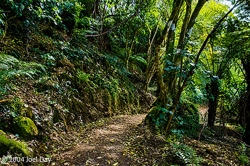 Hiking trail to Te Whanganui-A-Hei (Cathedral Cove) Marine Reserve, North Island, New Zealand