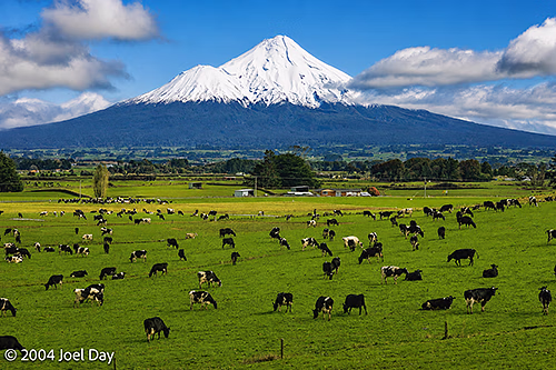 Grazing Cows near Te Papakura O Taranaki (Mount Egmont), North Island, New Zealand