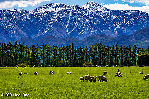 Sheep grazing on South Island, New Zealand