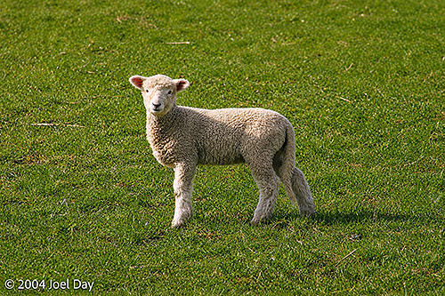 Lamb on South Island, New Zealand