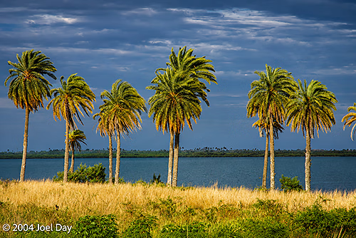 Fiji Palm Trees