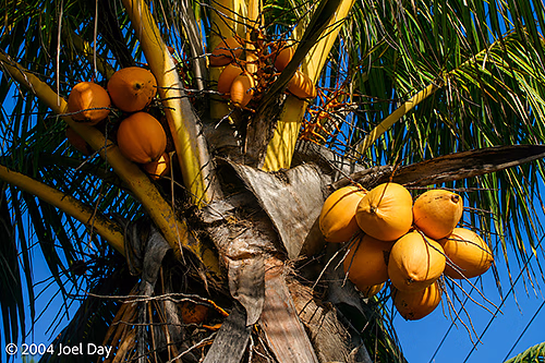 Coconuts, Ovalau Island, Fiji