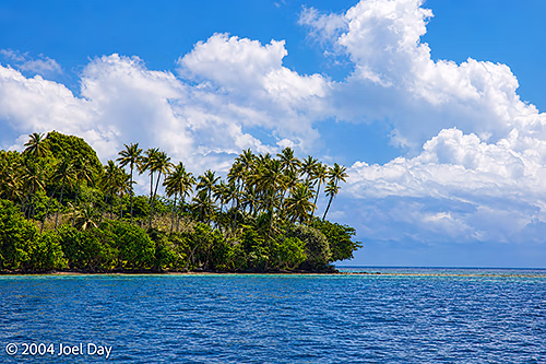 Coastal Palm Trees on East Coast of Ovalau Island, Fiji