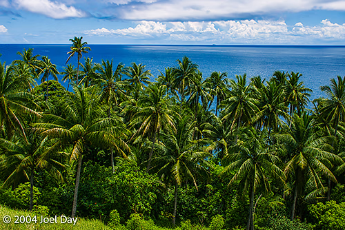 Coastal Palm Trees on East Coast of Ovalau Island, Fiji