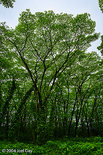 Monkeypod or Rain Trees (Samanea saman) along road south of Hilo, Hawai'i