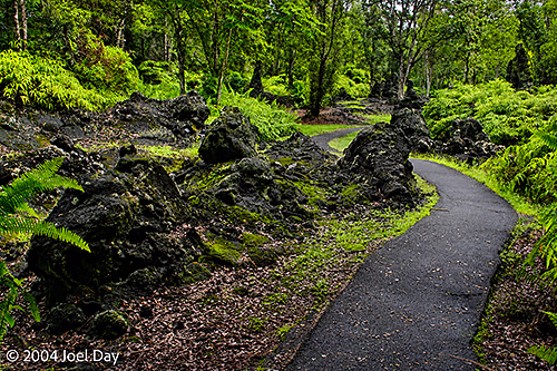 Lava Tree State Monument, south of Hilo, Hawai'i