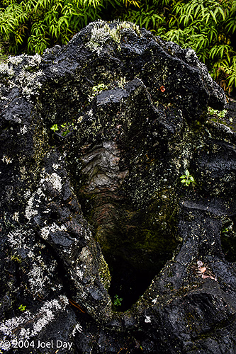 Lava Tree State Monument, south of Hilo, Hawai'i