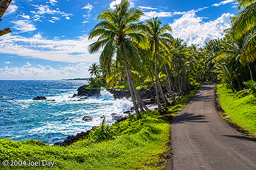 Palm Trees along coastal road south of Hilo, Hawai'i