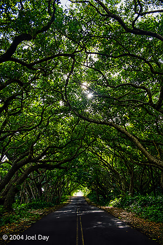 Monkeypod or Rain Trees (Samanea saman) along road south of Hilo, Hawai'i