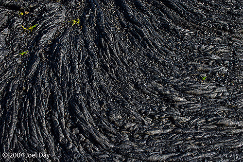 Volcanic terrain with green shoots south of Hilo, Hawai'i