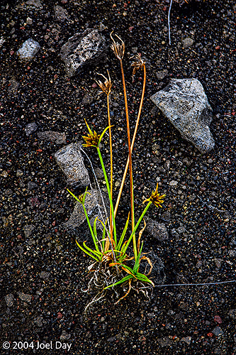 Green shoots growing out of volcanic soil, Hawai'i Volcanoes National Park, Island of Hawai'i, Hawai'i