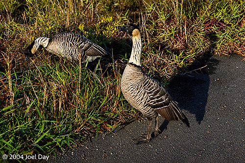 Nēnē, or Hawaiian geese (Branta sandvicensis), the state bird of Hawaii in Hawai'i Volcanoes National Park, Island of Hawai'i, Hawai'i
