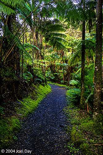 Rainforest walk in Hawai'i Volcanoes National Park, Island of Hawai'i, Hawai'i