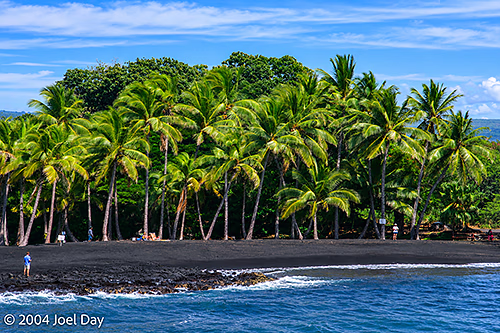 Black Sand and Palm Trees of Punalu'u Beach, Island of Hawai'i, Hawai'i