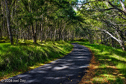 Hike to Mauna Loa Lookout, Hawai'i Volcanoes National Park, Island of Hawai'i, Hawai'i