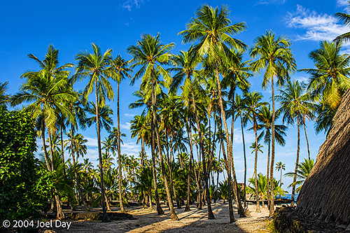 Palm Trees on Beach at Puʻuhonua o Hōnaunau National Historical Park, Island of Hawai'i, Hawai'i