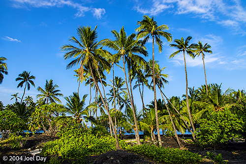 Palm Trees on Beach at Puʻuhonua o Hōnaunau National Historical Park, Island of Hawai'i, Hawai'i