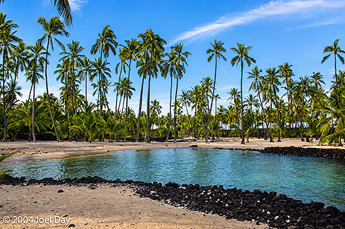 Palm Trees on Beach at Puʻuhonua o Hōnaunau National Historical Park, Island of Hawai'i, Hawai'i