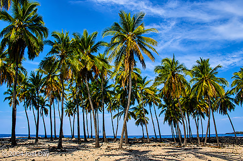 Palm Trees on Beach at Puʻuhonua o Hōnaunau National Historical Park, Island of Hawai'i, Hawai'i