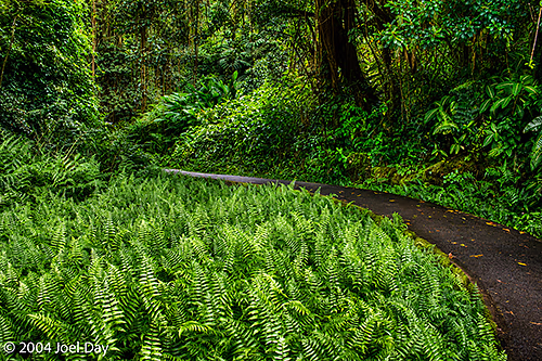 Ferns along trail to 128m / 420ft high ʻAkaka Falls, Island of Hawai'i, Hawai'i
