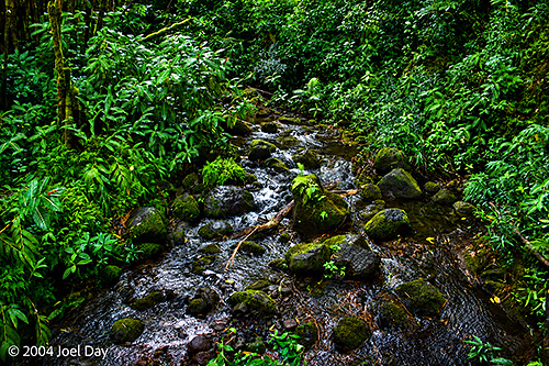Rainforest Creek, Island of Hawai'i, Hawai'i