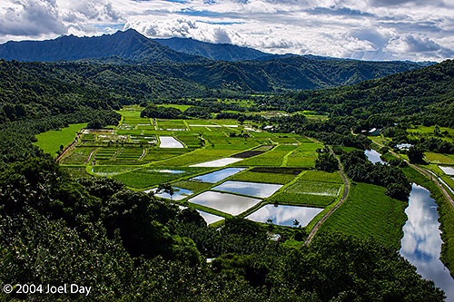 Hawaiian Loʻi Kalo (Taro) fields near Princeville, Island of Kauai, Hawai'i