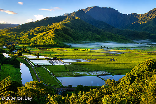 Hawaiian Loʻi Kalo (Taro) fields near Princeville, Island of Kauai, Hawai'i
