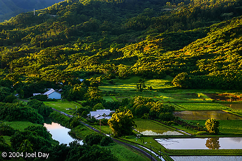 Hawaiian Loʻi Kalo (Taro) fields near Princeville, Island of Kauai, Hawai'i