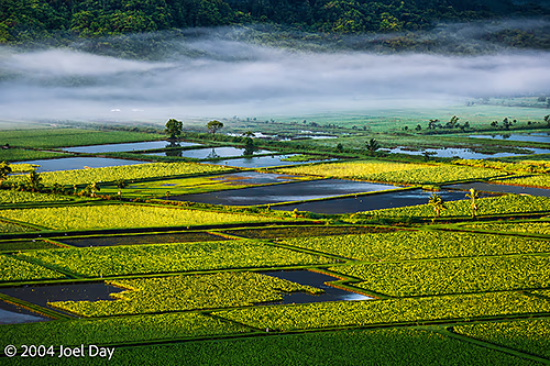 Hawaiian Loʻi Kalo (Taro) fields near Princeville, Island of Kauai, Hawai'i