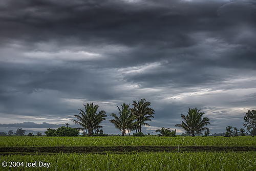 Hawaiian Loʻi Kalo (Taro) fields near Princeville, Island of Kauai, Hawai'i
