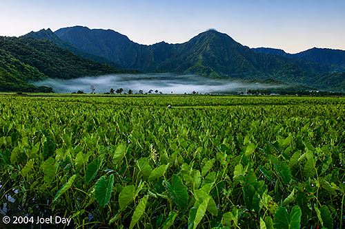 Hawaiian Loʻi Kalo (Taro) fields near Princeville, Island of Kauai, Hawai'i