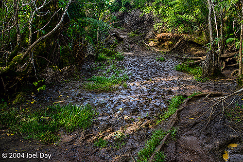 Muddy Hiking Trail in Nā Pali Coast State Wilderness Park, Island of Kauai, Hawai'i