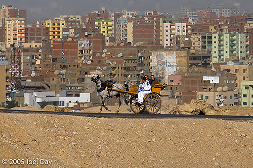 Horse pulling cart of tourists at the Giza Necropolis near Cairo, Egypt