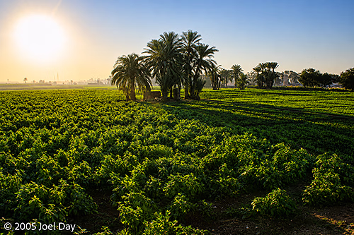 Palm Trees and Agricultural Lands along the Nile River near The Valley of the Kings, Luxor, Egypt