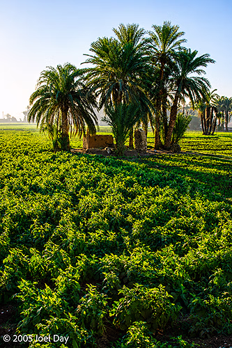 Palm Trees and Agricultural Lands along the Nile River near The Valley of the Kings, Luxor, Egypt