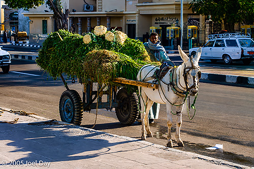 Donkey Cart of Fresh Market Produce, Aswan, Egypt