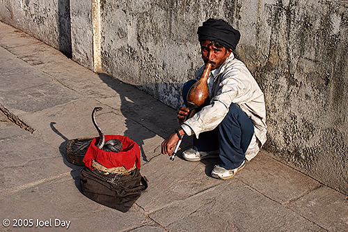 Cobra Snake Charmer on streets of Delhi, India