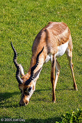 Antelope Grazing near Akbar's Tomb, Agra, Uttar Pradesh, India