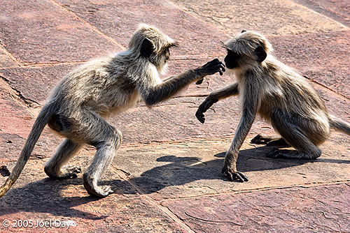Gray Langur Monkeys (Semnopithecus) near Akbar's Tomb, Agra, Uttar Pradesh, India
