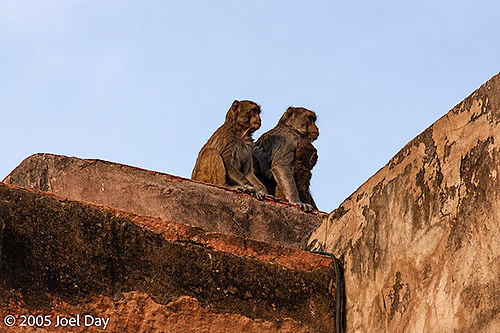 Gray Langur Monkeys (Semnopithecus) on roof of Agra's Red Fort, Agra, Uttar Pradesh, India