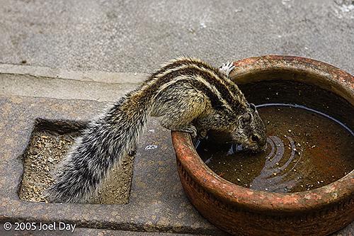 Chipmunk in Delhi, India