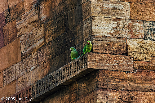Parrots perched on the Monuments and Buildings from the Qutb Minar complex (finished in 1368), Delhi, India