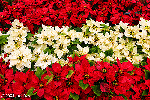 Christmas displays of poinsettias in Hong Kong, China