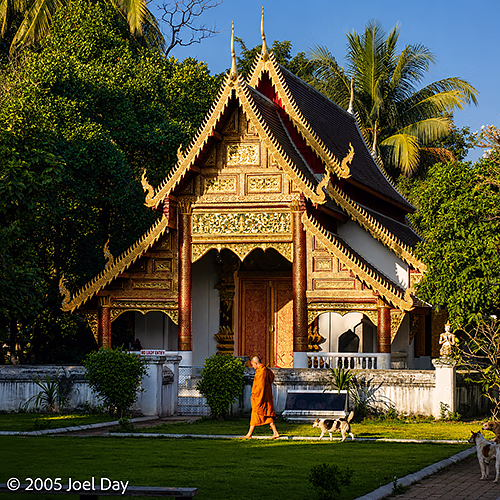 Buddhist Monk with stray dogs in front of temple in Chiang Mai, Thailand