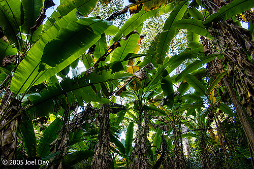 Jungle Canopy near the Thai-Burma Border, Chiang Mai Province, Thailand