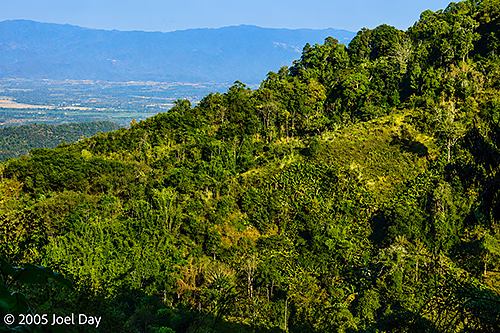 Mountain Jungle Terrain near the Thai-Burma Border, Chiang Mai Province, Thailand