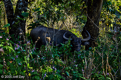 Water Buffalo near the Thai-Burma Border, Chiang Mai Province, Thailand